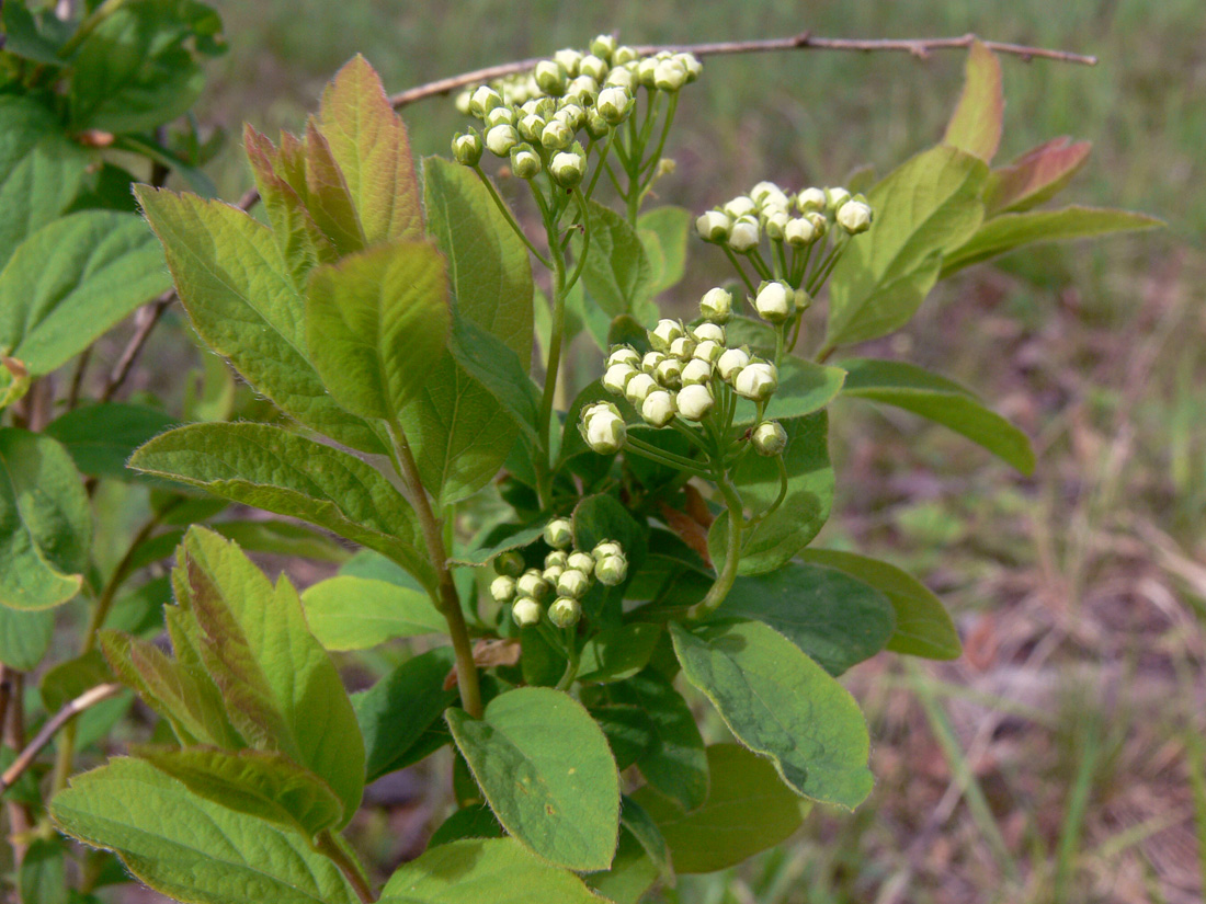 Image of Spiraea media specimen.