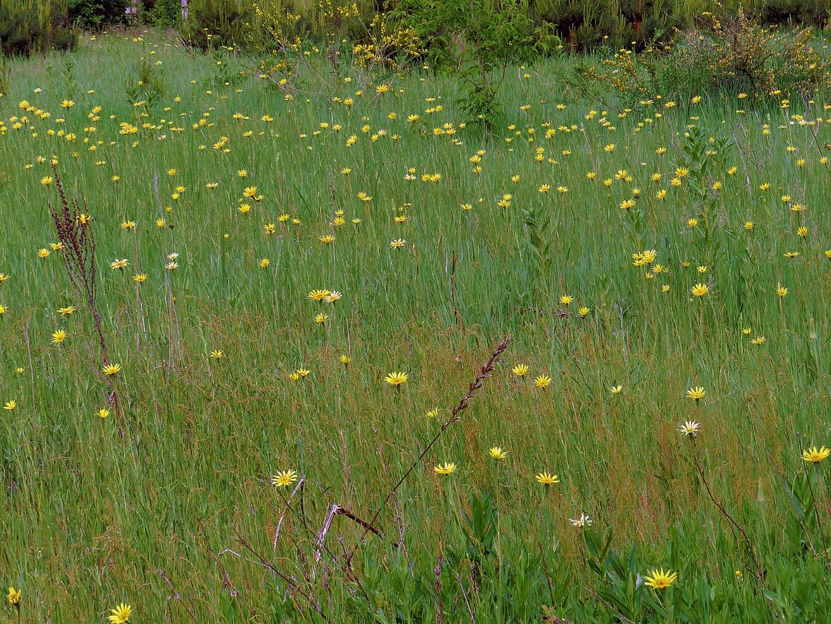 Image of Tragopogon dubius ssp. major specimen.