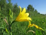 Hemerocallis lilio-asphodelus