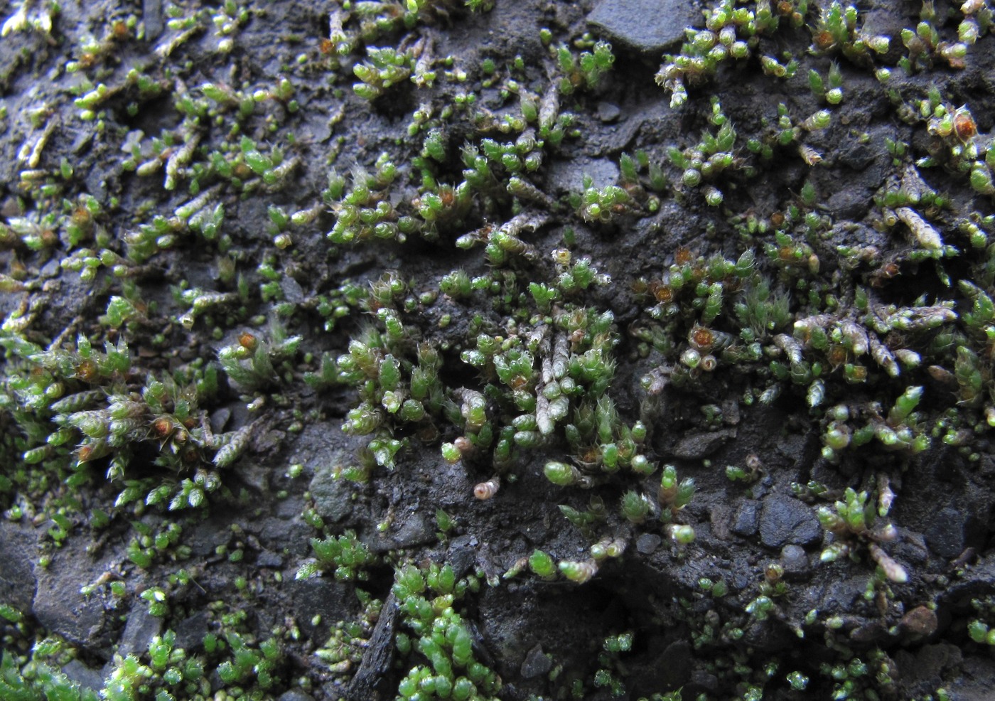 Изображение особи Bryum argenteum.