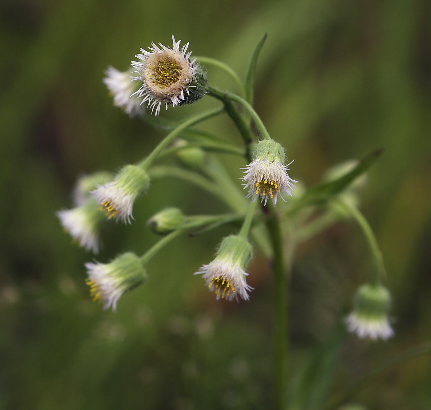 Изображение особи Erigeron politus.