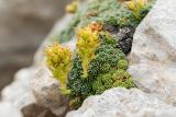 Saxifraga unifoveolata