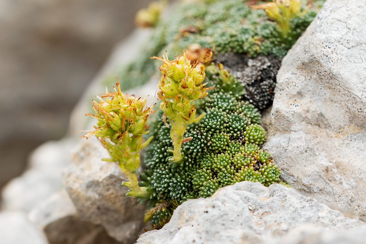 Изображение особи Saxifraga unifoveolata.