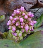 Bergenia crassifolia. Распускающееся соцветие. Чувашия, г. Шумерля. 23 апреля 2010 г.