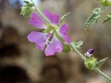 Malva unguiculata