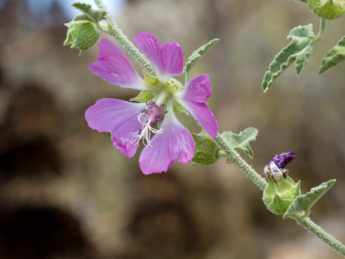 Image of Malva unguiculata specimen.