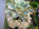 genus Brahea