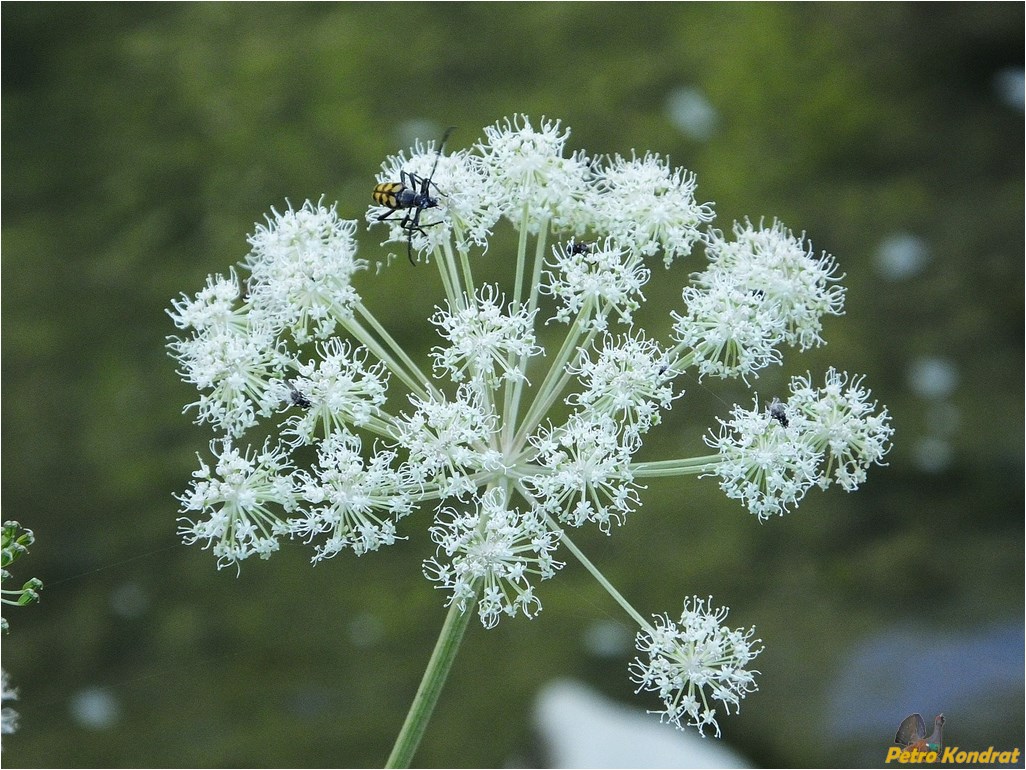 Изображение особи Angelica sylvestris.