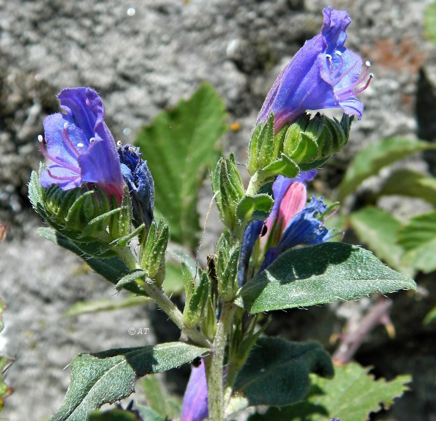 Image of genus Echium specimen.