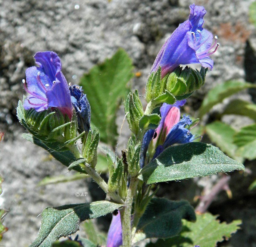 Изображение особи род Echium.