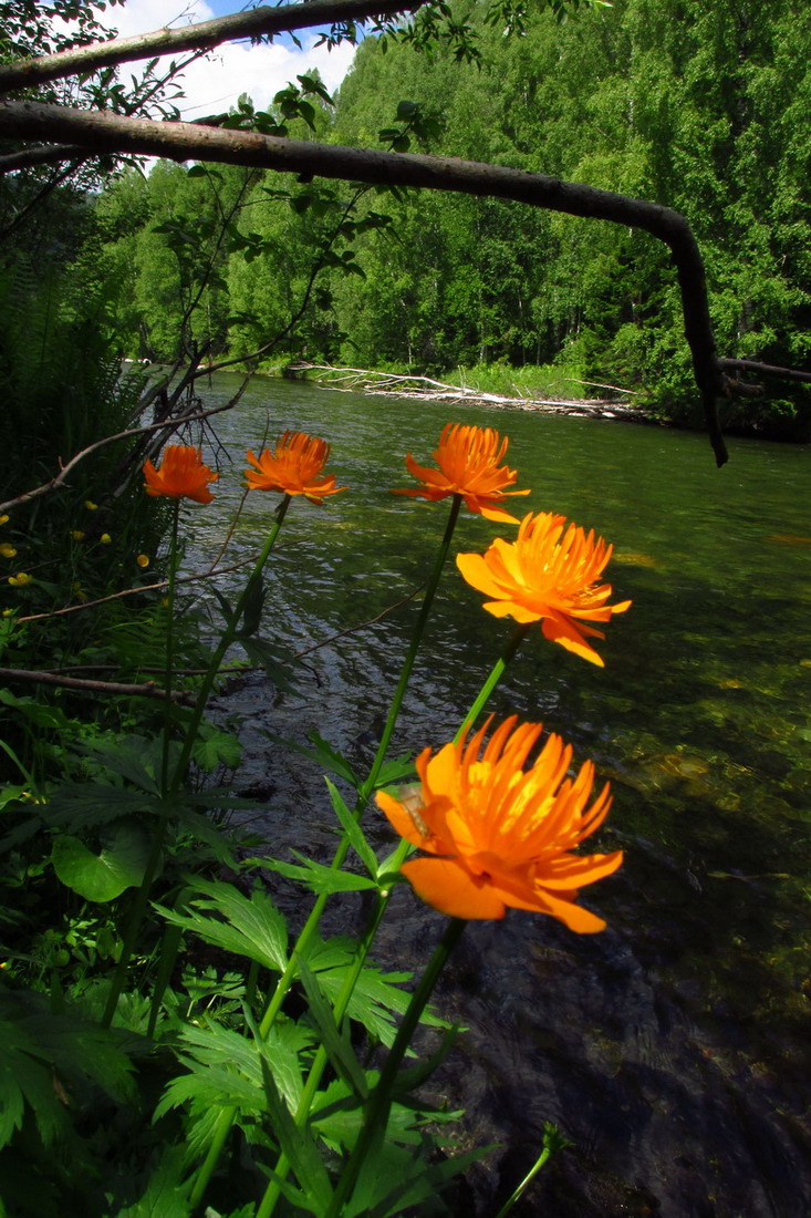 Изображение особи Trollius vitalii.