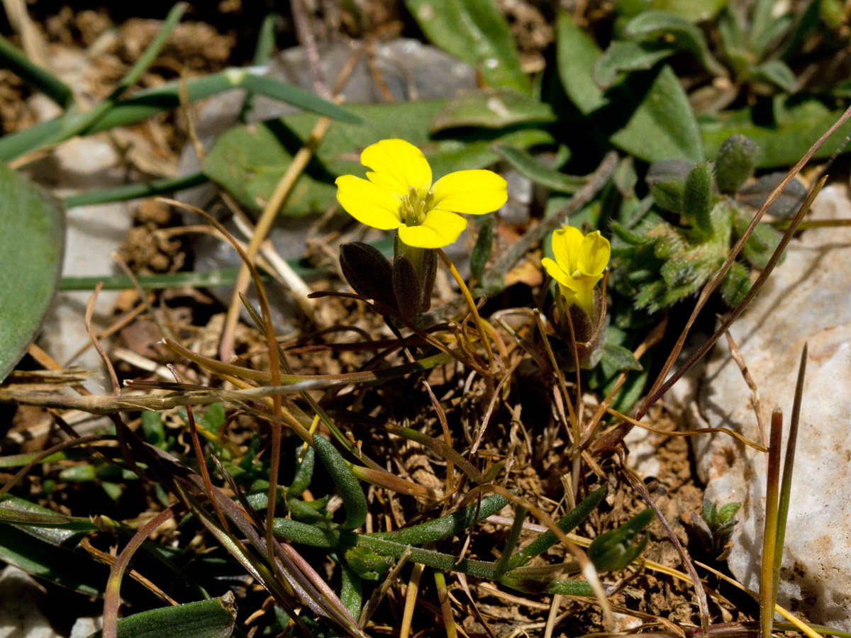 Изображение особи Erysimum mutabile.