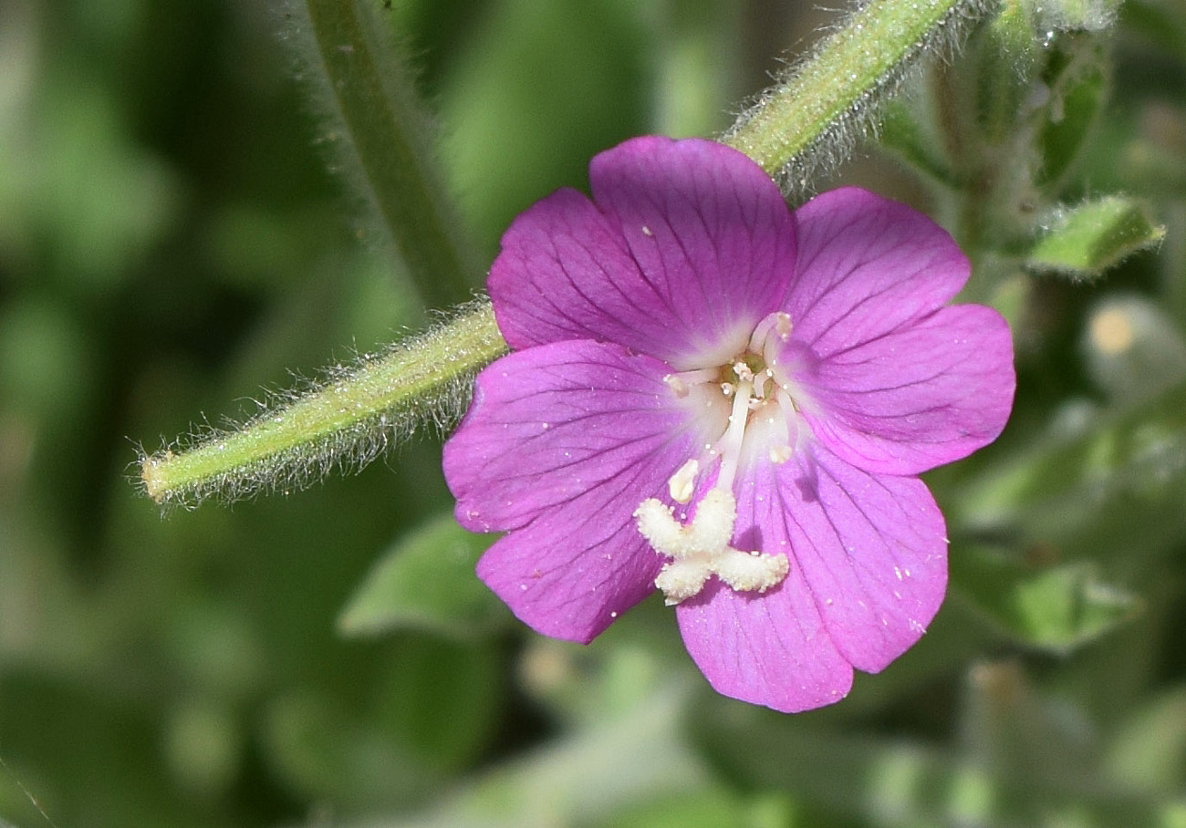 Изображение особи Epilobium villosum.