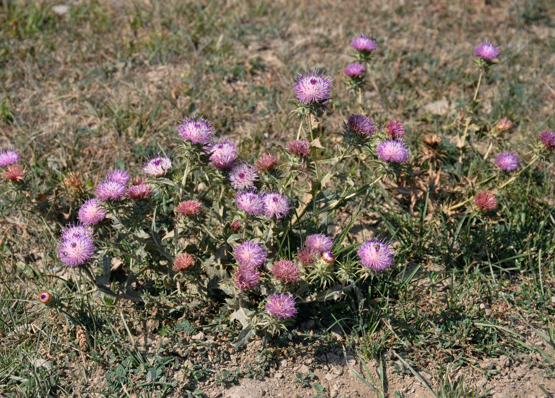 Изображение особи Cousinia microcarpa.