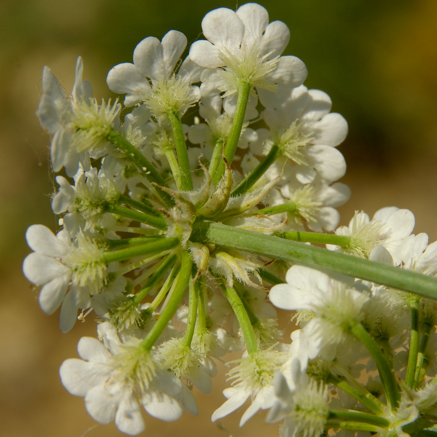 Изображение особи Astrodaucus littoralis.