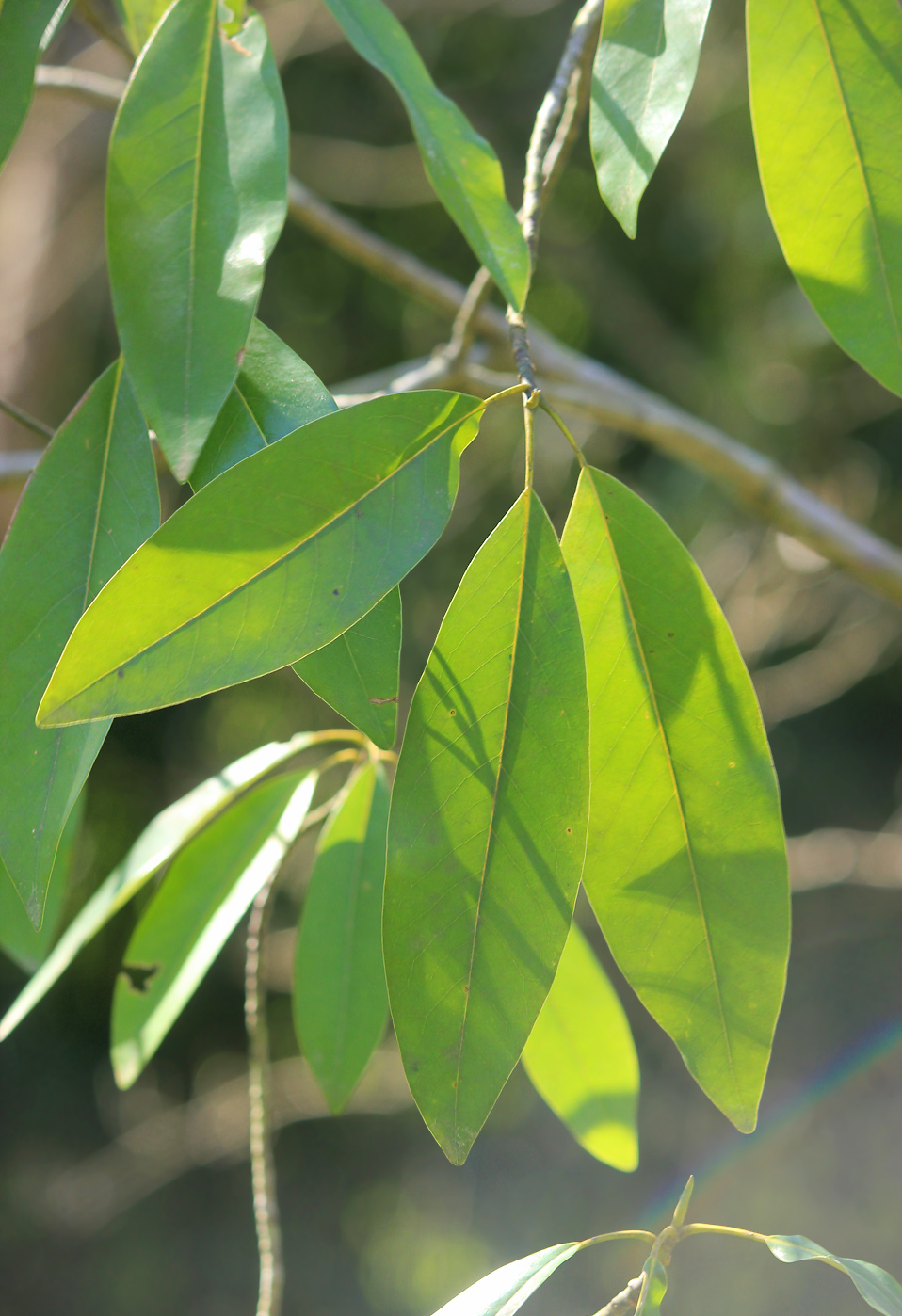 Image of Magnolia virginiana specimen.