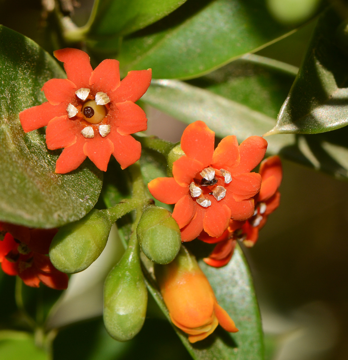 Изображение особи Bonellia macrocarpa.