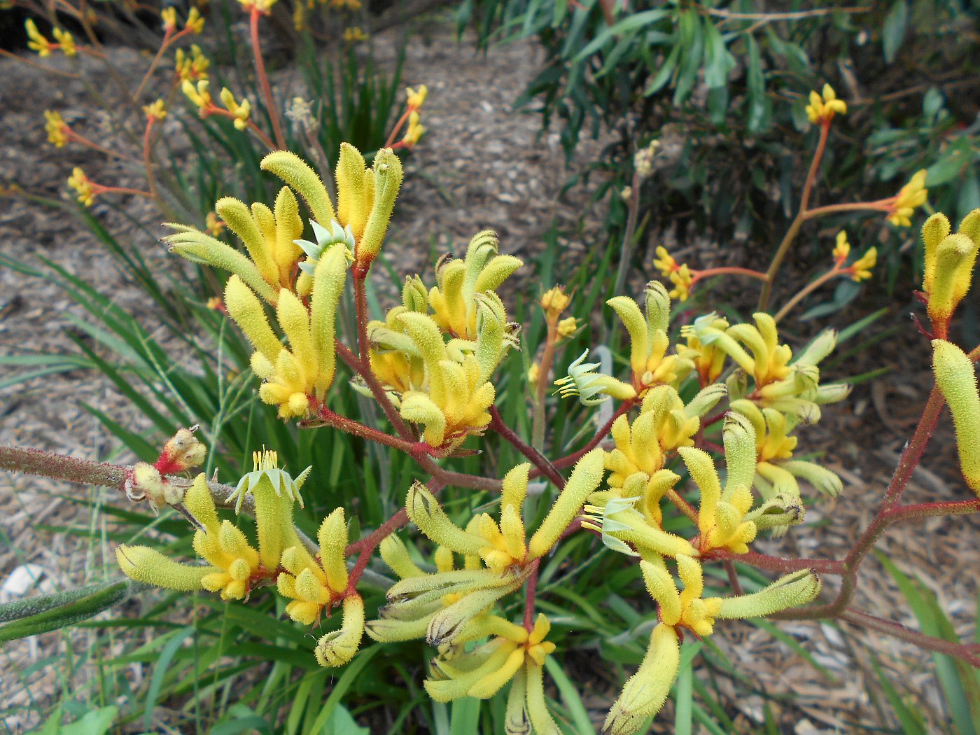 Image of Anigozanthos flavidus specimen.