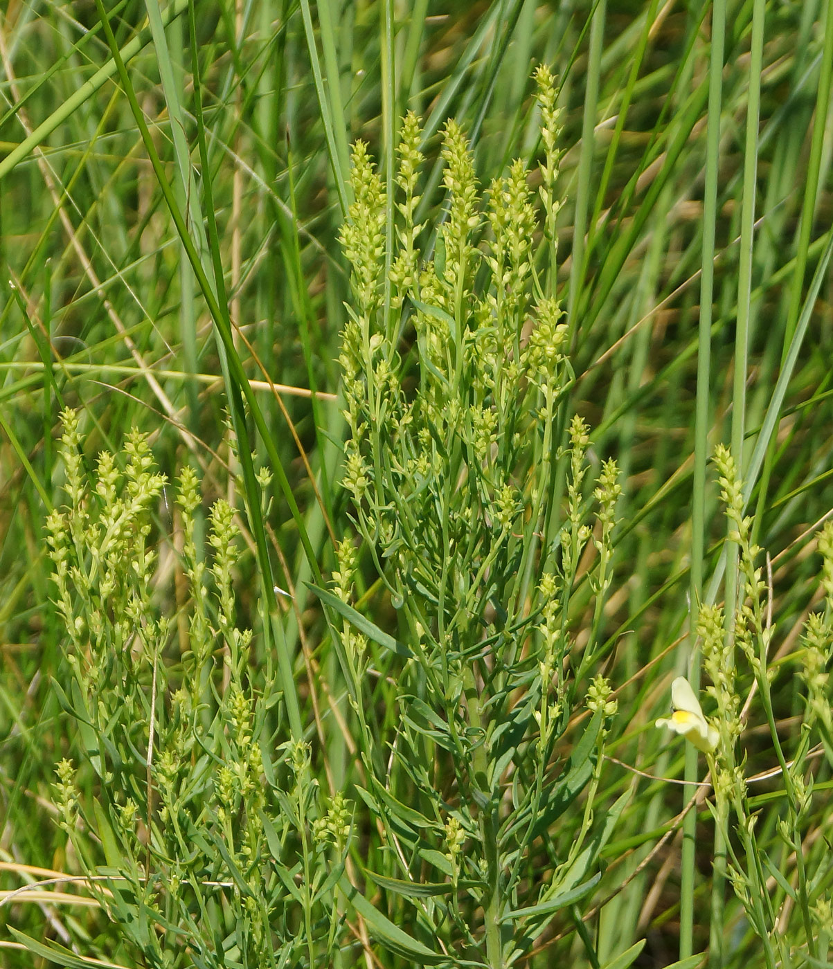 Изображение особи Linaria vulgaris.