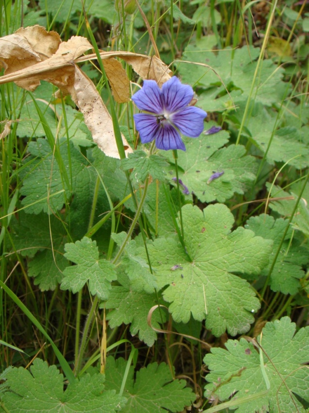 Image of Geranium ibericum specimen.