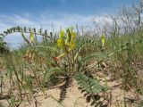 Astragalus farctus