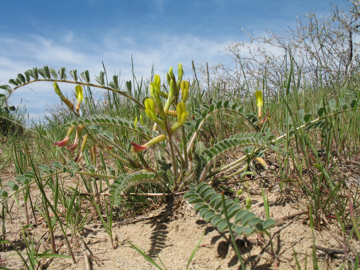 Image of Astragalus farctus specimen.