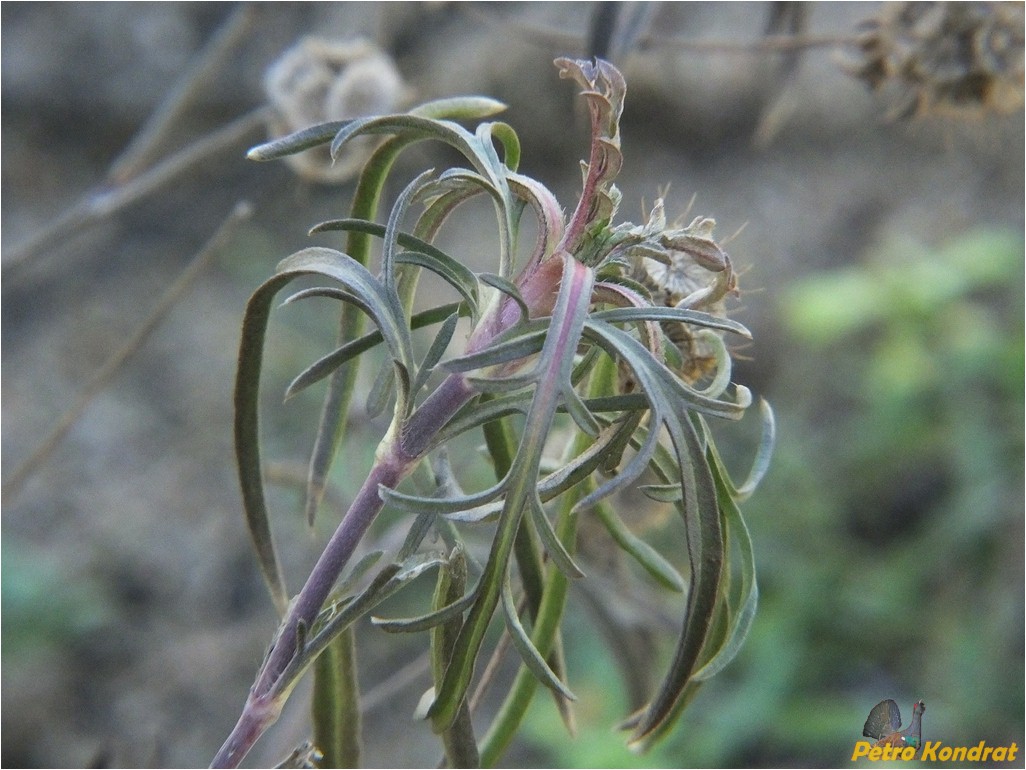 Image of genus Lomelosia specimen.