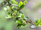 Pyracantha coccinea. Верхушка побега с нераскрывшимися соцветиями. Грузия, край Рача-Лечхуми и Нижняя Сванетия, Амбролаурский муниципалитет, окр. с. Зеда-Гвардиа, дол. р. Шарола, выс. 610 м н.у.м., лиственный лес, обочина грунтовой дороги. 07.05.2017.