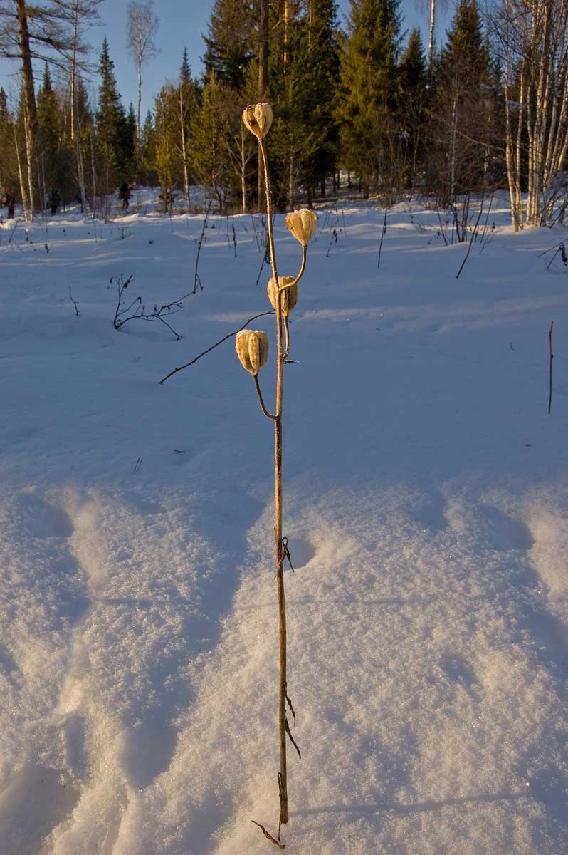 Image of Lilium pilosiusculum specimen.