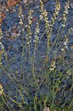 Astragalus tenuis