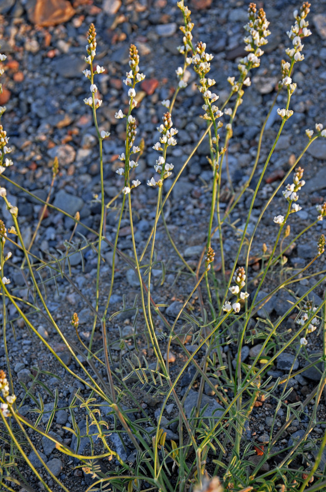 Изображение особи Astragalus tenuis.