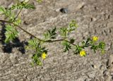 Potentilla supina ssp. costata