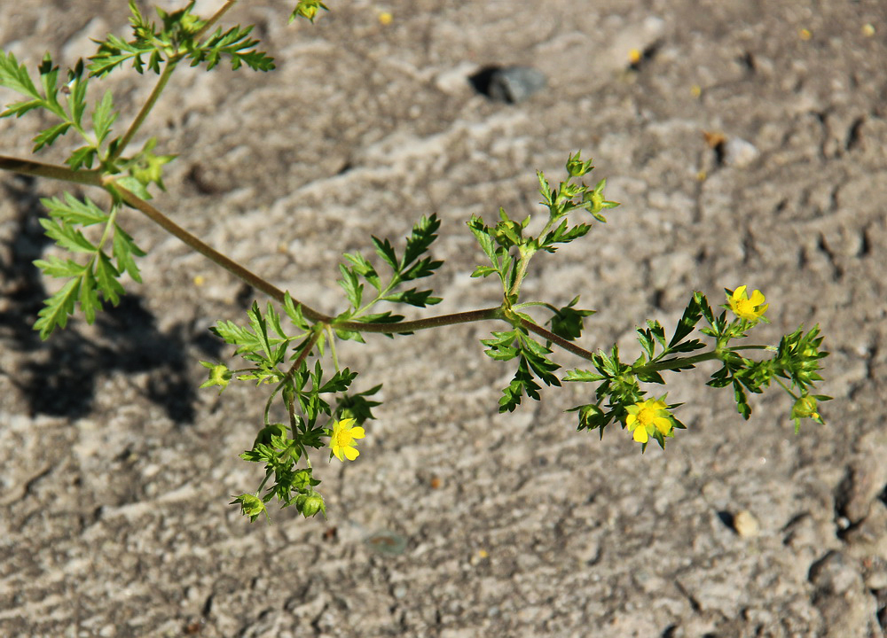 Image of Potentilla supina ssp. costata specimen.