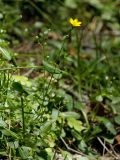 Blackstonia subspecies intermedia