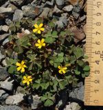 Oxalis corniculata