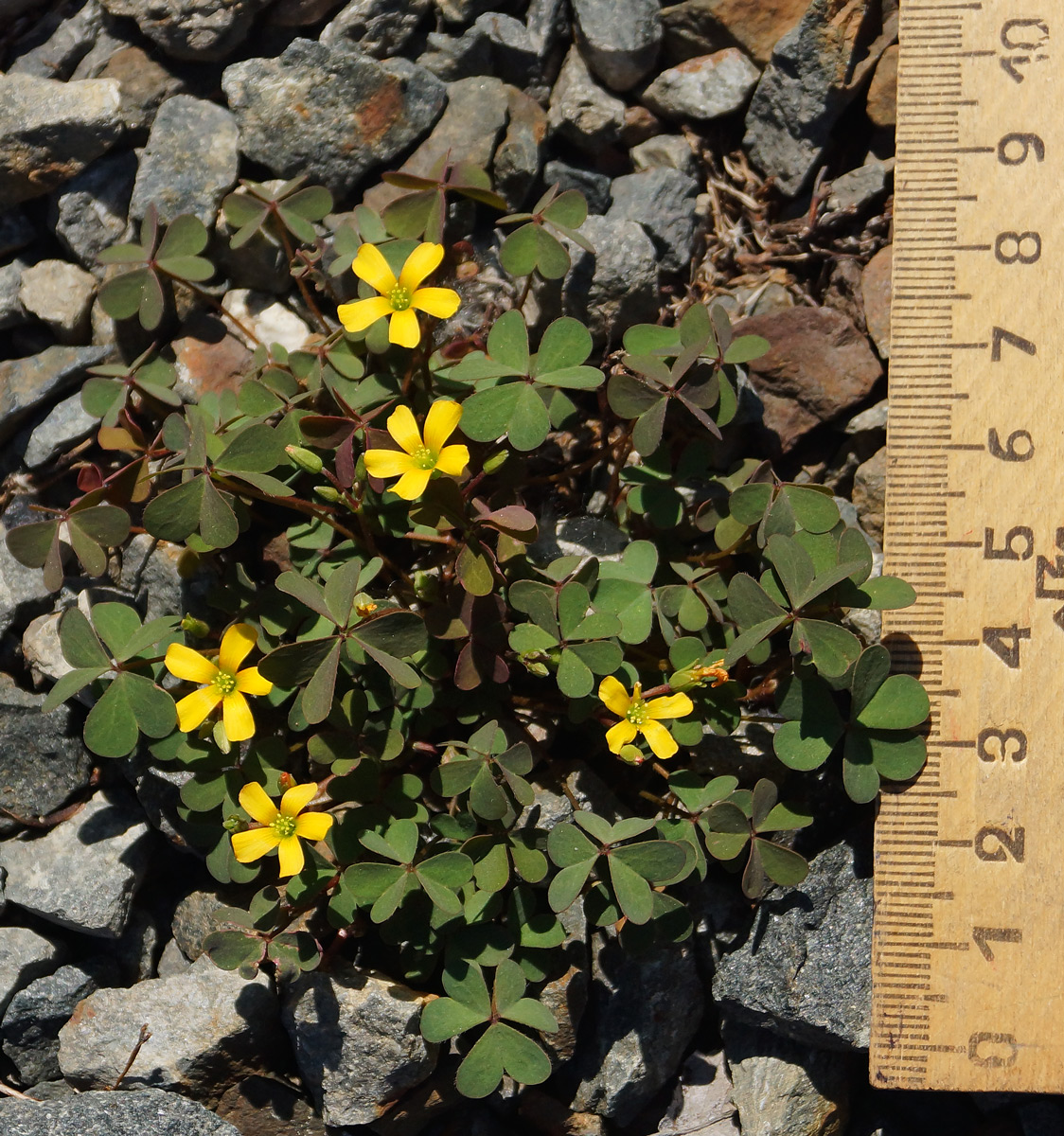 Image of Oxalis corniculata specimen.