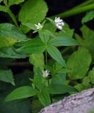 Asperula caucasica. Верхушка цветущего растения. Адыгея, плато Лагонаки, ≈ 1900 м н.у.м., субальпийский луг у верхней границы леса. 04.07.2017.