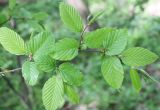 Carpinus betulus. Ветвь. Белгородская обл., Борисовский р-н, \"Лес на Ворскле\", посадки. 03.05.2010.
