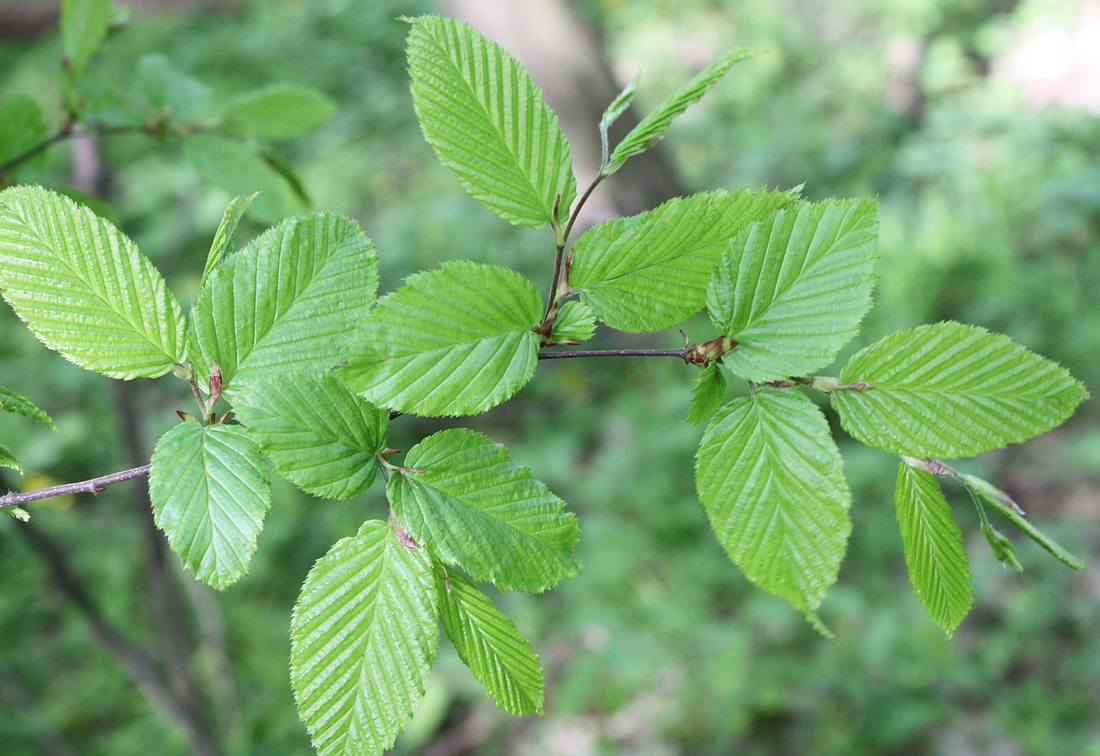 Изображение особи Carpinus betulus.