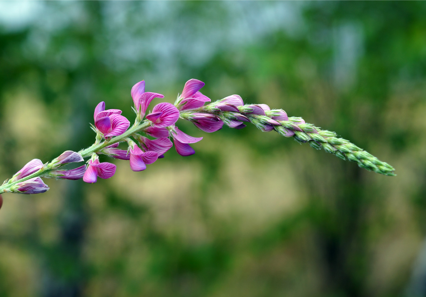 Изображение особи Onobrychis sibirica.