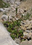 Euphrasia petiolaris