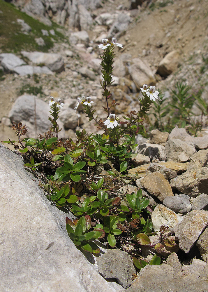 Image of Euphrasia petiolaris specimen.