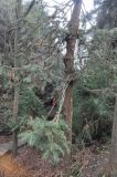 Cunninghamia lanceolata