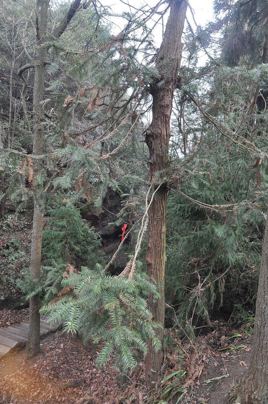 Image of Cunninghamia lanceolata specimen.