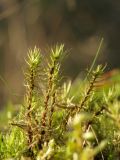 Dicranum polysetum