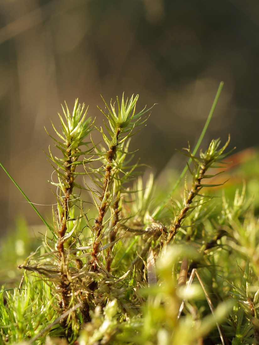 Image of Dicranum polysetum specimen.