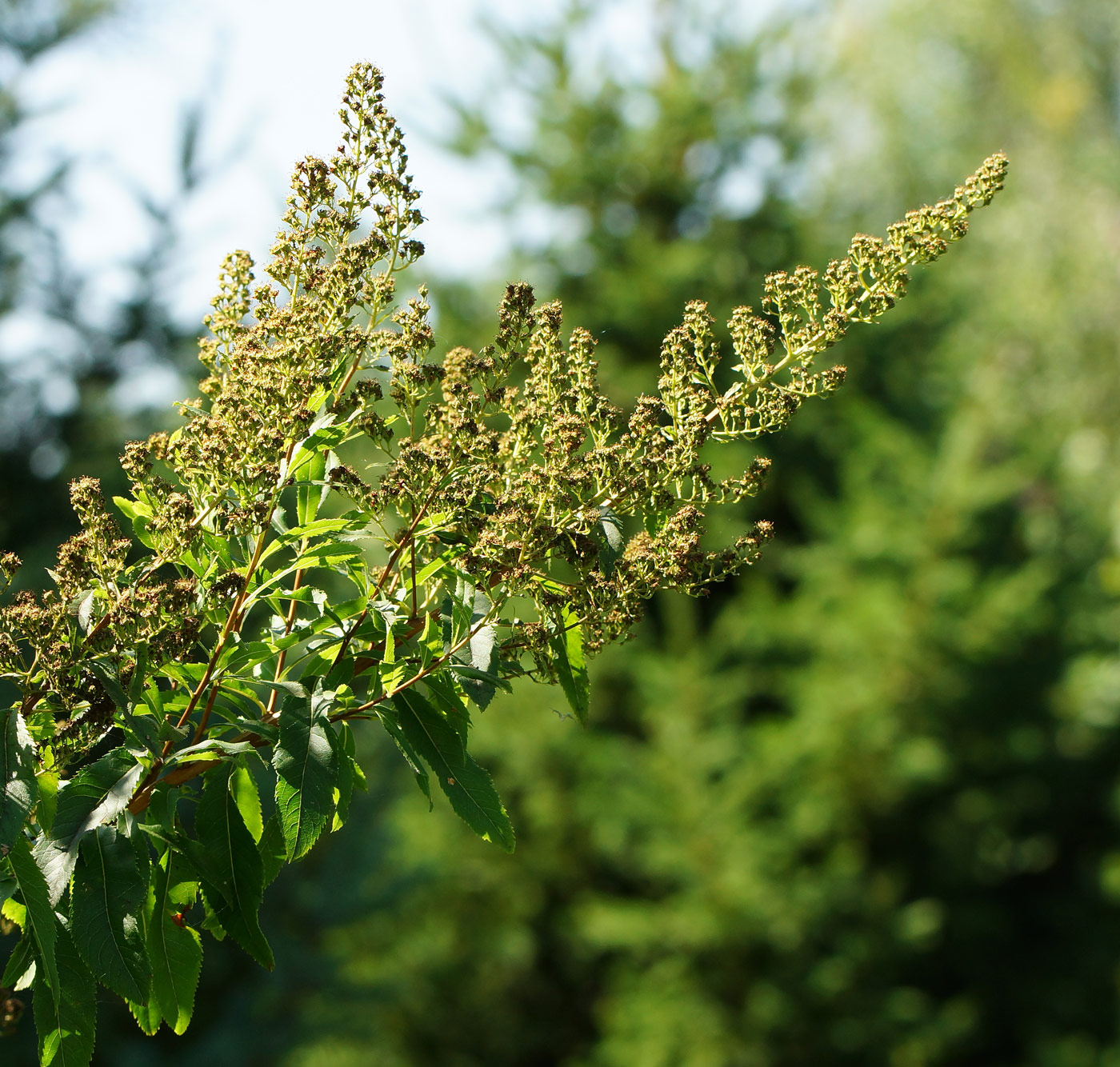 Изображение особи Spiraea alba.