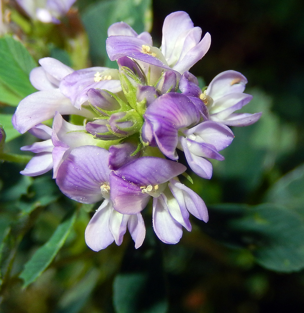 Изображение особи Medicago sativa.