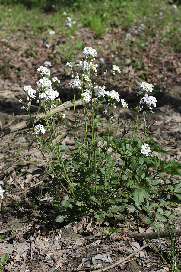 Изображение особи Cardamine tenera.