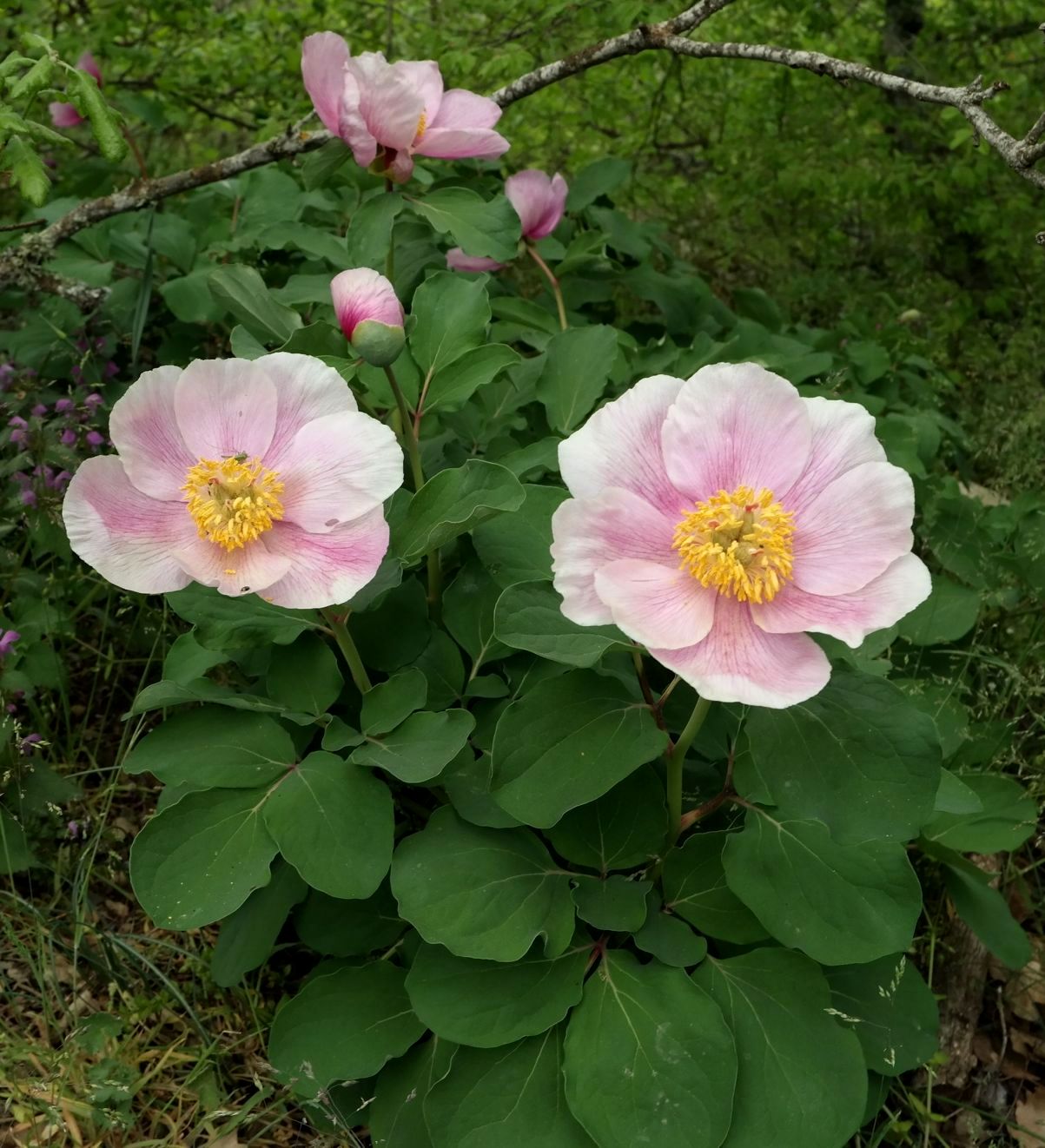 Изображение особи Paeonia daurica.